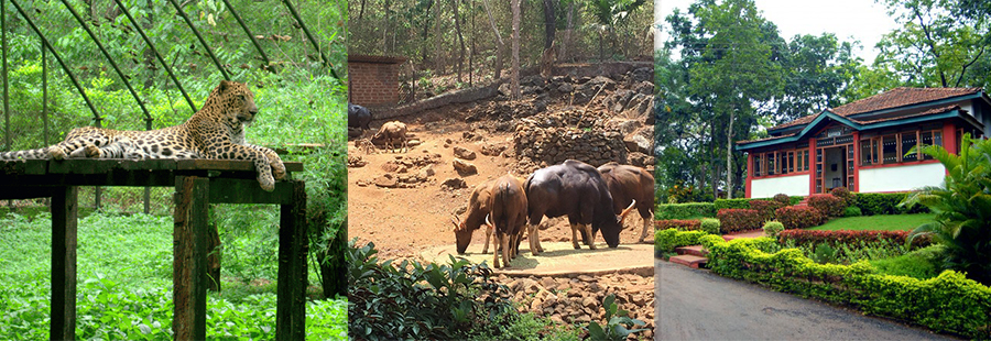 Visit the Bondla Zoo Goa to experience the wildlife